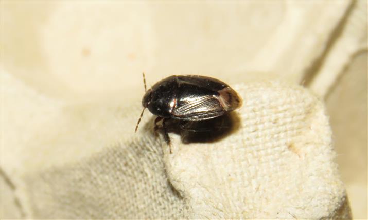 Cydnidae:  Macroscytus brunneus